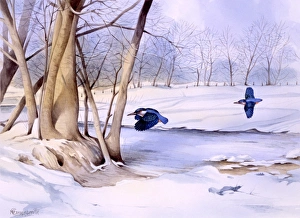 Winter Scenes Gallery: Winter landscape with two kingfishers