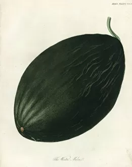Hooker Gallery: Winter melon or Valencia melon, Cucumis melo