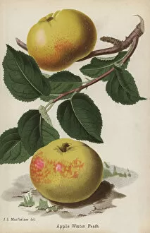 Winter Peach apple variety, Malus domestica