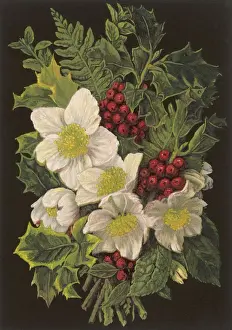 Winter Plants 1880