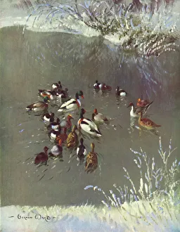 Pond Collection: Winter Plumage by Vernon Ward