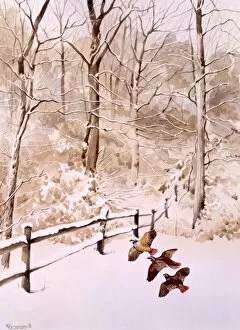 Winter Scenes Gallery: Winter scene with three birds flying over a field
