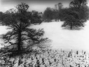 Winter Snow Scene