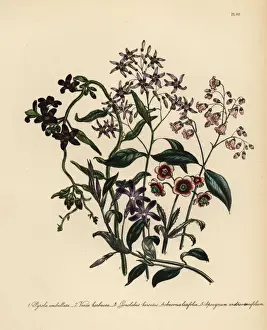 Hairy Prints: Wintergreen, periwinkle and dogs bane species