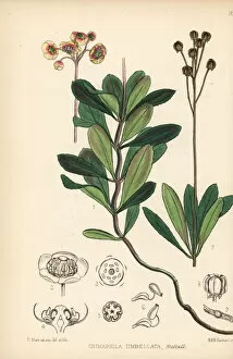 Wintergreen or pipsissewa, Chimaphila umbellata