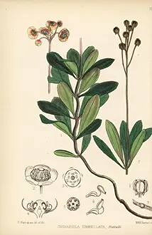 Corymbosa Prints: Wintergreen or pipsissewa, Chimaphila umbellata