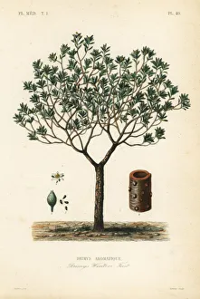 Maubert Gallery: Winters bark or canelo, Drimys winteri