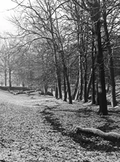 Wintery Woods