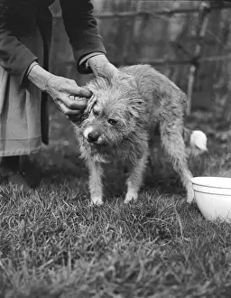 Wiping a Dog Clean