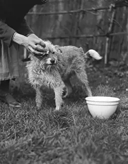 Wiping a Dog Clean