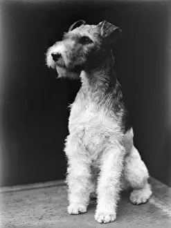 Haired Prints: Wire-Haired Fox Terrier