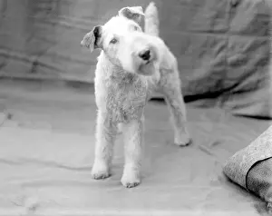 Wire-Haired Fox Terrier