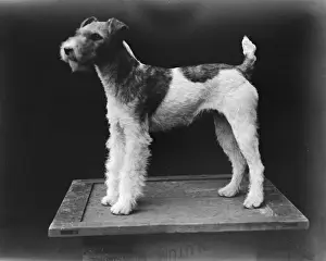 Wire-Haired Fox Terrier