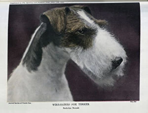 Terriers Collection: Wire-Haired Fox Terrier