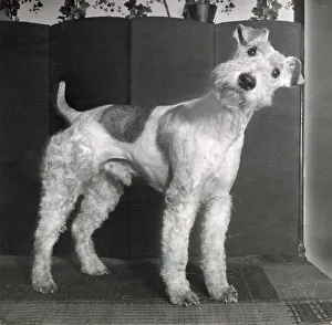 Wire Haired Terrier
