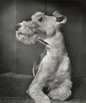Wire Haired Terrier