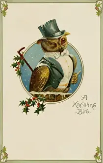 A wise owl