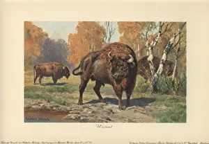Dinosaur Prints: The wisent (Bison bonasus) or European bison