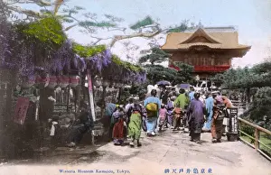 Wisteria Prints: Wisteria Blossom - Kameido Tenjin Shrine, Tokyo, Japan