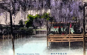Wisteria Blossom - Kameido Tenjin Shrine, Tokyo, Japan