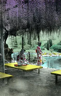 Wisteria Blossom - Kameido Tenjin Shrine, Tokyo, Japan