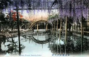 Blossoms Prints: Wisteria Blossom at Kameido, Tokyo, Japan