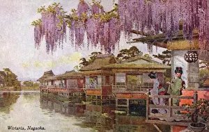 Wisteria Blossom, Nagaoka Tenmangu Shrine, Japan