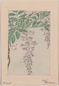 Wisteria Prints: Wisteria vine with leaves and blossoms