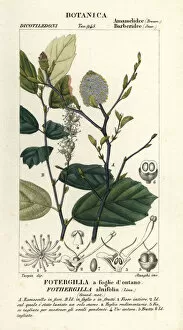 Pitcher Collection: Witch elder, Fothergilla gardenii