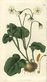Witheringia montana or solanum montanum, mountain potato Witheringia montana or solanum montanum, mountain potato