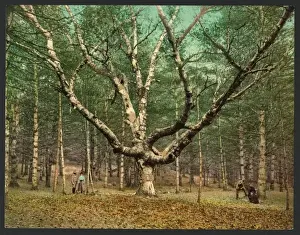 The Wizard tree, Cathedral Woods, Intervale, N. H