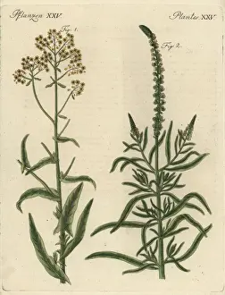 Woad Prints: Woad and dyers rocket