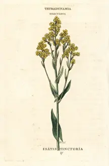 Woad Prints: Woad, Isatis tinctoria