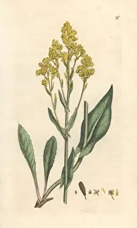 Woad, Isatis tinctoria