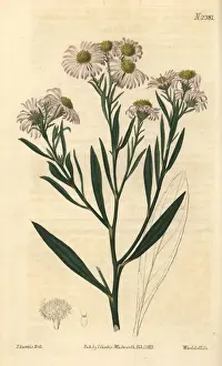 Woad-leaved boltonia, Boltonia glastifolia