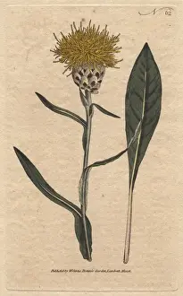 Leaved Prints: Woad-leaved centaurea with yellow fluffy flowers
