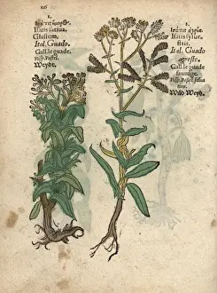 Adam Prints: Woad species, Isatis tinctoria
