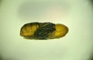 Martin Hall Prints: Wohlfahrtia sp. new world screwworm pupa