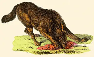 Wolf with Bone Date: 1880
