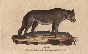 Canis Prints: Wolf, Canis lupus