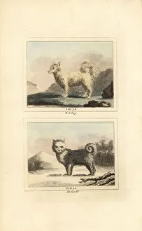 James Smith Barr Prints: Wolf dog and Siberian husky
