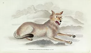 Mammalia Gallery: The Wolf by Edward Donovan