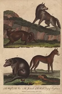 Wolf, fox, jackal, and wild dog of Ceylon