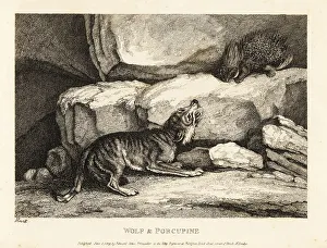 Dart Prints: The wolf and the porcupine by Roger L'Estrange