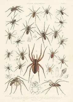 Ornatus Prints: Wolf spiders, nursery web spider, fishing spiders, etc