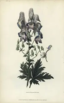 Richardmorris Prints: Wolfs bane, Aconitum variegatum