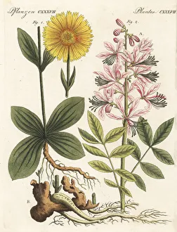 Wolf's bane and dittany plants