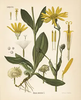 Adolph Prints: Wolfs bane or mountain arnica, Arnica montana