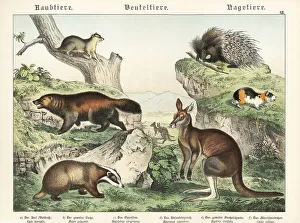Tierreichs Prints: Wolverine, badger, opossum, kangaroo, porcupine and guinea pig