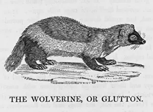 Glutton Prints: Wolverine / Glutton